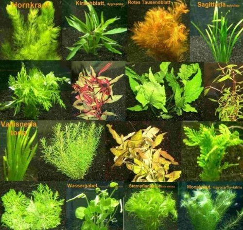 Mühlan - 6 getopfe Vordergrund Wasserpflanzen + 6 Töpfe Aquarienpflanzen für Mitte und Hintergrund + Aquariumpflanzen Dünger