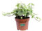 Pianta di Edera pianta di Hedera Helix Goldchild pianta vera pianta da esterno pianta ornamentale di Edera a foglia variegata pianta vera venduta da eGarden.store (Vaso 13 cm)