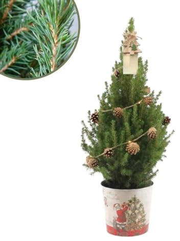 Plants by Frank | Weihnachtsbaum mit beleuchtung 'Pineconelight' im Christmas Topf | 1x Picea Conica 'December' | 19 cm Ø | 60 cm | Zuckerhut fichte | Zuckerhutfichte kaufen | Tannenbaum klein