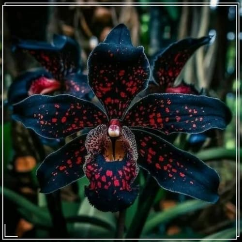 Rizomi di Cymbidium Resistenti, Rizomi perenni resistenti, Tenaci | Spettacolari, Migliore decorazione-3 Rizomi-A