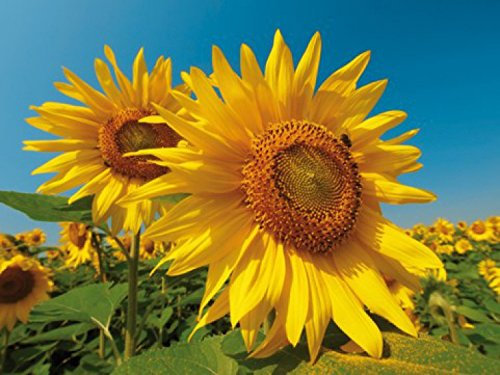 1art1 Fleurs Champ De Tournesols, 2 Parties Poster Papier Peint 240x180 cm