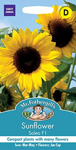 Mr Fothergill's Sunflower Soleo F1