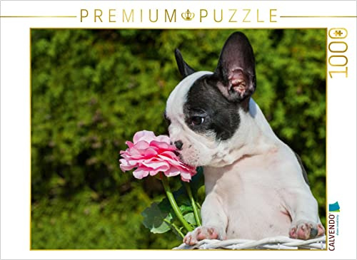 CALVENDO Puzzle Französische Bulldogge | 1000 Teile Lege-Größe 64 x 48 cm Foto-Puzzle für glückliche Stunden