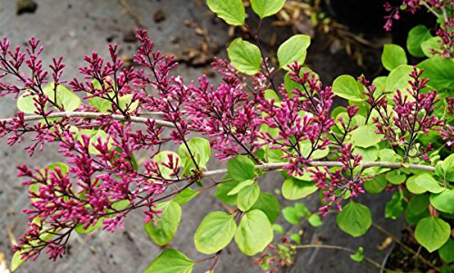 Flieder rosa Blüte Zwergflieder Red Pixie Syringa meyeri Red Pixie Containerware 20-40 cm hoch