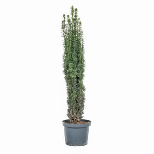 Taxus Baccata 'Fastigiata Robusta',Säuleneibe 140-150 cm | Immergrün, Winterhart, Schmale Eibe