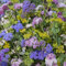 Ageratum Timeless Mixed 1 Packet Floss Flower (100 Seeds) by Thompson and Morgan