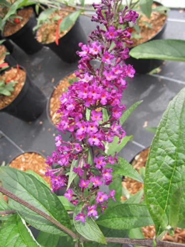 Buddleja davidii African Queen - Schmetterlingsstrauch - Sommerflieder