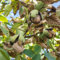 8 pcs walnussbaum kaufen samen, Juglans regia pflanze, gartensamen, exotische pflanzen winterhart walnüsse samen bio winterharte kübelpflanzen, balkongarten indoor gewächshaus, winterharte