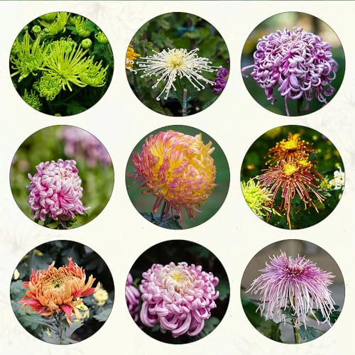 80 piezas de semillas de plantas de crisantemo resistentes - crisantemo perenne resistente, crisantemo morifolium, maceta bonsái plantas de balcón semillas flores semillas