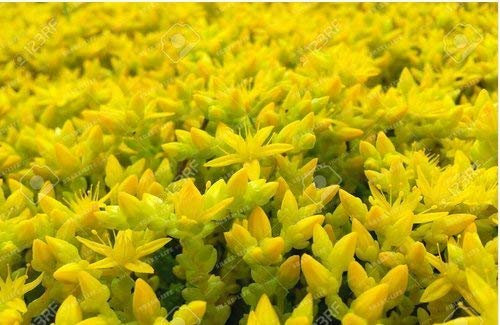 Nueva Goldmoss Sedum acre ORO ORO SEDUM uva de gato MOSS Groundcover de flores de 200 semillas