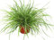 Carex oshimensisEverest - Segge - Ziergräser winterhart immergrün mehrjährig im 12 cm Topf für Balkonkasten, Steingarten, Grabbepflanzung, Beet