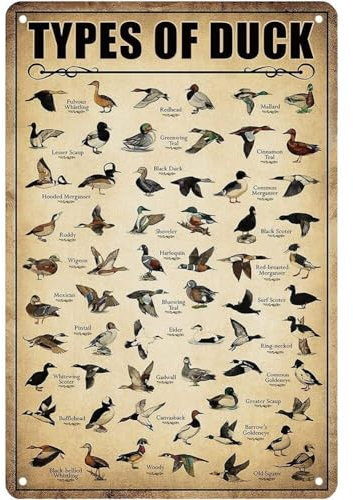 HiyyFloy Entenwissen, Metallposter, Art Der Ente, Metallschilder, Vintage-entenjagd, Dekorationen, Wandkunst, Plakette Für Zuhause, Schlafzimmer, Küche