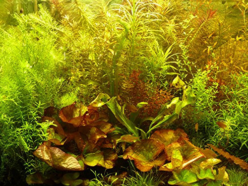 Zoomeister - 70 Aquarium-Pflanzen schnellwachsend gegen Algen + 3 Lotus-Knollen
