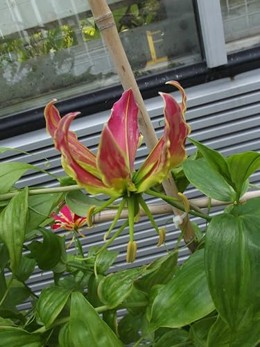 Gloriosarhizome : Gloriosa rothschildiana Ruhmeskrone 1 Rhizom