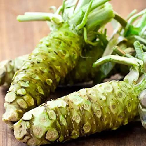 Bodhi2000 500 Stück Wasabi-Samen, Gemüsegartensamen, nahrhaft, trockenheitstolerant, einfache Keimung, essbares Gartengemüse, Meerrettichsamen, Gartenzubehör Saatgut