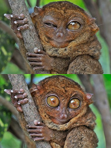 Edition Colibri Lentikular-Postkarte Lustiger Kobold-Maki Lemur aus Madagaskar – Wackelbild-Karte, A6