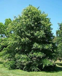 40-50 Semillas de HR250 Ajedrea (Satureja Montana)