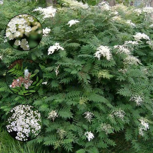350 pcs Sorbaria sorbifolia samen balkon deko flower seeds frühlingsblumen mittagsblume winterhart gastgeschenk blumensamen blumendeko pflanzensamen zimmerpflanzen garten pflanzen