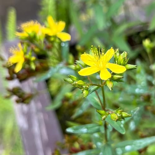 500 piezas Semillas de hierba de San Juan orgánicas abeja pasto semillas cobertura del suelo resistente (Hypericum perforatum) Semillas de lecho elevado de interior para camas de hierbas