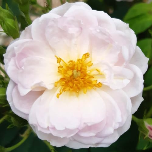 Harkness Roses 'Sense and Sensibility' Rose ®, 3L Potted, Ready to Plant