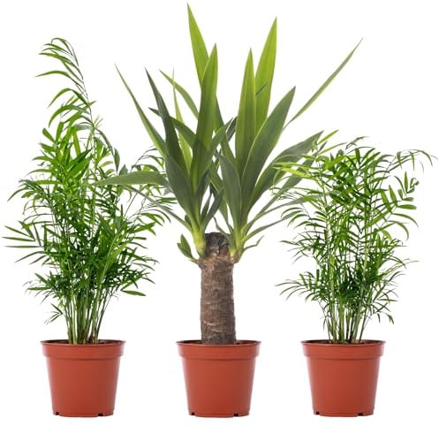 Gardeners Dream 3er Zimmerpflanzen Set - Grünpflanzen Mix mit Chamaedorea (Bergpalme), Sansevieria (Bogenhanf), Crassula (Geldbaum), Areca (Goldfruchtpalme), Dracaena (Drachenbaum) in 12 cm Töpfen
