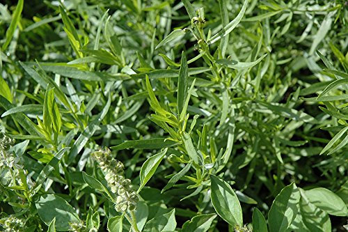 DRAGONCELLO - ARTEMISIA DRACUNCULUS NR.150 SEMI