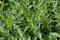 DRAGONCELLO - ARTEMISIA DRACUNCULUS NR.150 SEMI