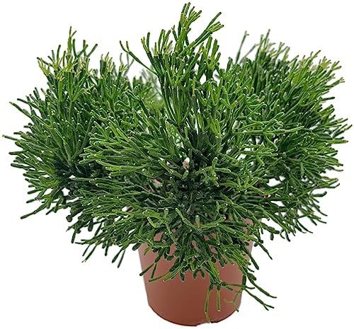 Fangblatt - Hatiora salicornioides - Binsenkaktus im Ø 12 cm Topf - pflegeleichter Osterkaktus