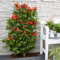 2x Campsis Feuertrompete – Trompetenblume – Schlingpflanze – Winterherz – ⌀15 cm – 60-70 cm