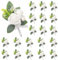 QUARKZMAN 20 Stück Weiße Anstecksträuße für Männer, Künstliche Blumenstecker Taschenanstecker mit Anstecknadeln für Hochzeit Braut Bräutigam Zeremonie Jubiläum Formelle Party