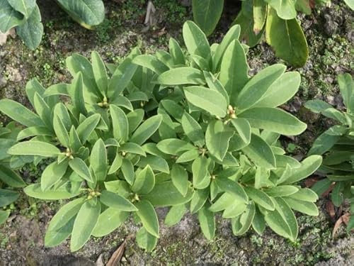 Wild Rhododendron/Alpenrose - Rhododendron ririei 30-40cm