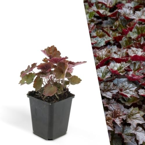 Plants by Frank Heuchera Micrantha Palace Purple, 6 Stück, Ø 9 cm | Purpurglöckchen Pflanzen, Bodendecker Winterhart Mehrjährig, Blütenstauden Wintergrün, Gartenpflanzen, Topf 9 cm, Höhe: 15 cm
