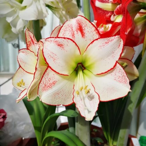 Amaryllis zwiebeln mehrjährig winterhart mix - Amaryllis pflanze mehrjährig winterhart - Amaryllis zwiebel zimmerpflanzen-1zwiebeln-C