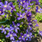 Clemátide, planta perenne resistente - semillas Semillas de flores de la planta clemátide flores perennes resistentes Plantas colgantes perennes resistentes flores de otoño 100pcs