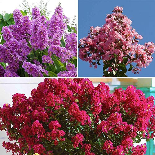 Della miscela 50Pcs Lagerstroemia Colorate Semi di Fiori Sbocciano Chiuso All'aperto Creare Unico Scenario Ornamentale Alto Valore Ornamentale Facili Da Usare per Piantare eccellente Varietà di