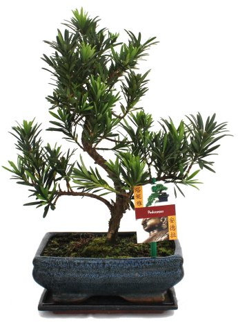 Exotenherz - Bonsai Steineibe - Podocarpus macrophyllus - ca. 8 Jahre