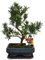 Exotenherz - Bonsai Steineibe - Podocarpus macrophyllus - ca. 8 Jahre
