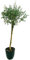 POWERS TO FLOWERS - EUCALYPTUS, EUCALIPTO XXL ALBERELLO, vaso 20 Altezza 120cm, IN VASO CERAMICA NERO A RIGHE, pianta vera