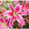 Lilium martagon zwiebeln,winterharte Blumenzwiebeln,lilien zwiebeln winterhart mehrjährig,Frühlingsblüher,lilien deko,lilien im topf,geeignet für die Feiertage,lilien knollen.-2 zwiebeln-D