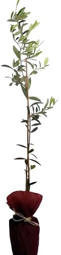 Árbol Olivo Arbequina, 80-100 cm. Olea europaea. Variedad productiva, con aceitunas pequeñas y aceite suave y afrutado. Segura Garden.