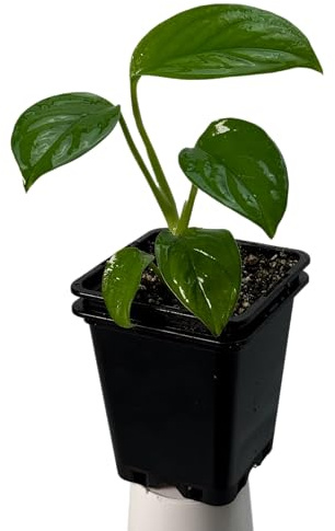 Monstera obliqua cf pangui – pianta da interno rara | pianta rampicante per tutore in muschio e supporto | pianta da collezione esclusiva per ambienti interni