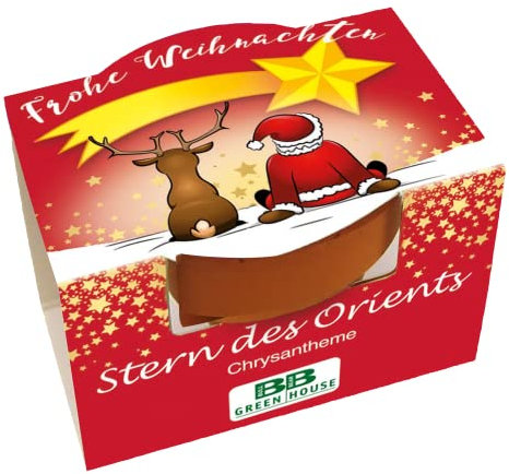 Bull & Bear Mini Pflanzset 'Frohe Weihnachten' mit Samen für Stern des Orients im Topf 4,5cm, Chrysantheme Anzuchtset mit Pflegeanleitung
