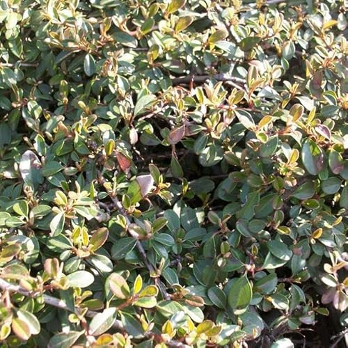 30 Stück Kriechmispel Jürgl (Cotoneaster dammeri) im Topf 30-40 cm
