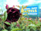 Strauchrose Burgundy Ice - Containerrosen im großen 7,5 Liter Topf