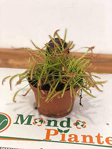 Pianta Carnivora Drosera Capensis Vaso 8.5cm