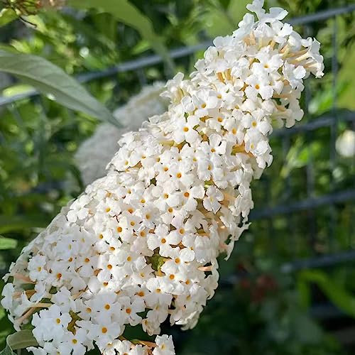 100 pcs Schmetterlingsflieder Samen (Buddleja) Blumen Balkon, Bonsai Samen Sommerflieder Winterhart Bienenfreundliche Blumensamen, Garten Geschenk Blumen Samen Mehrjährige, Kübelpflanzen