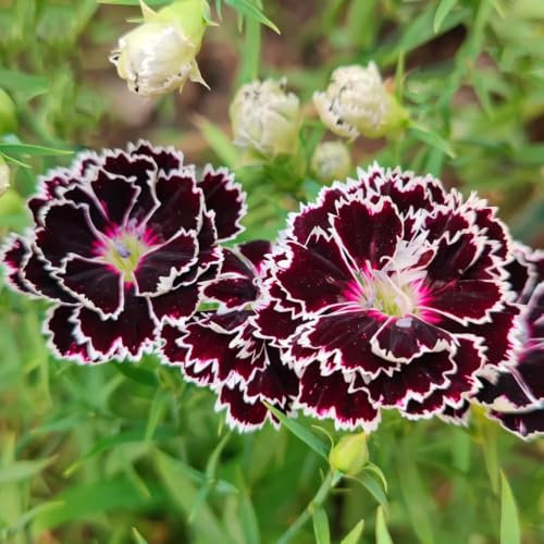 bartnelken samen mehrjährig - Dianthus - wildblumensamen balkon nelken samen schnittblumen exotische pflanzen topfpflanzen für draußen balkon garten blumen samen mehrjährige 800pcs