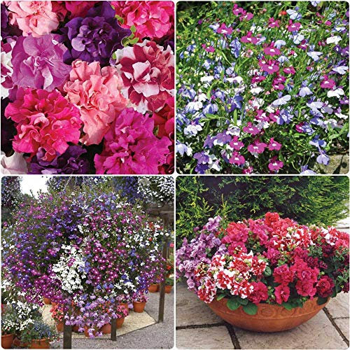 Growtanical 24 x Petunia Double Duo + 24 x Lobelia Trailing Mix Plug Plants