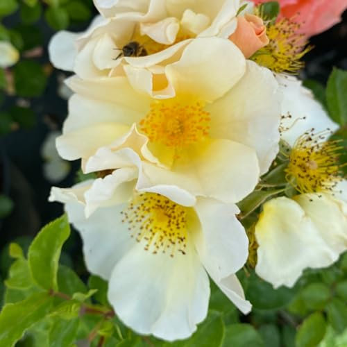 Harkness Roses 'Simple Yellow' Rose ®, Established Rose in 4 Litre Pot, Ready to Plant, for Pots, Beds, and Borders, Delicately Fragrant Yellow Roses, Grow Your Own