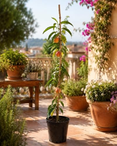 Pfirsichbaum Prunus persica ‘Precoce’ – früher, süßer Pfirsich | Obstbaum 100–140 cm | robust & winterhart | ideal für Garten & Kübel